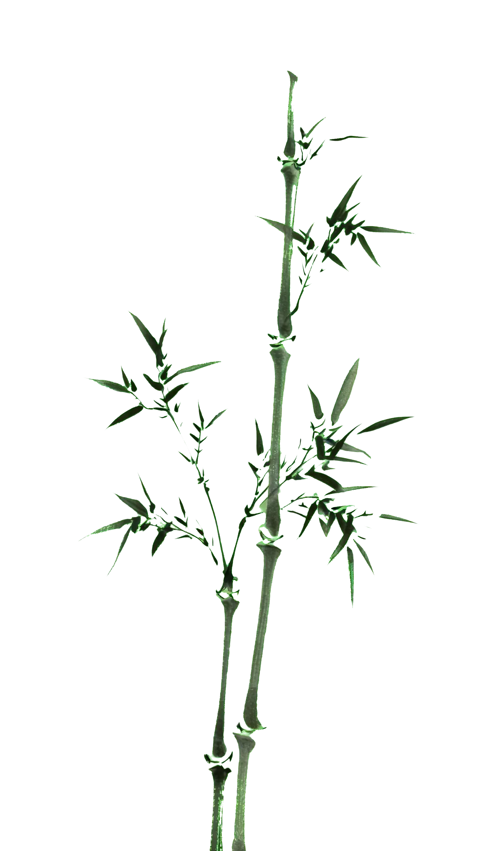Ink painting of bamboo stalks and leaves